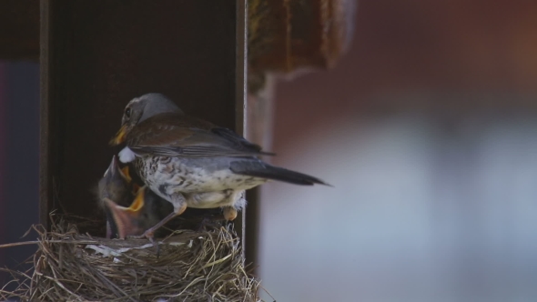 Female Fieldfare On The Nest alt