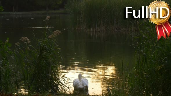 White Swan and Two Wild Grey Ducks Float  alt