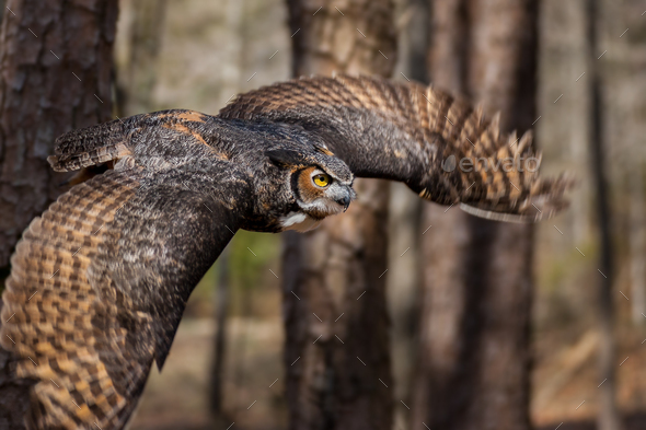 Great Horned Owl In Flight Stock Photo By Mattcuda PhotoDune   GreatHornedOwlInFlightCC  