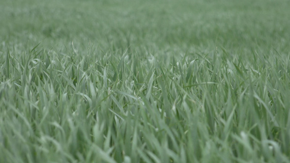 Oats - The World's Healthiest Foods alt