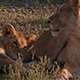 Female Lions and Cubs Under the Rising African Sun - VideoHive Item for Sale
