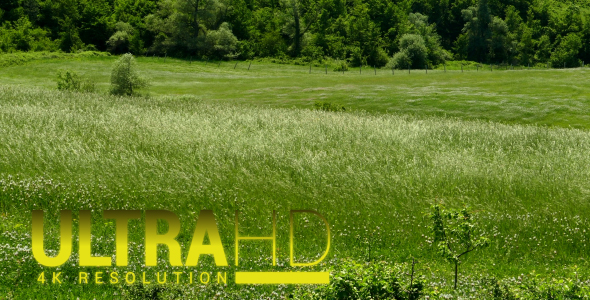 Plants on a Windy Day 8 alt