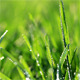 Fresh Green Grass With Dew Drops - VideoHive Item for Sale