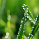 Fresh Green Grass With Dew Drops - VideoHive Item for Sale