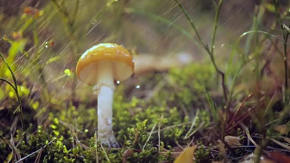 Amanita Muscaria, Fly Agaric Mushroom In a Sunny Forest in the Rain alt