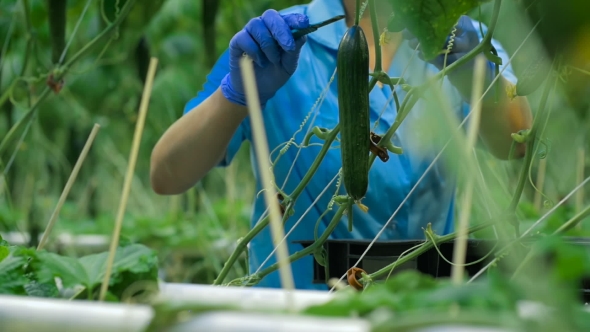 Worker Hands Picking Up A Cucumber At Greenhouse