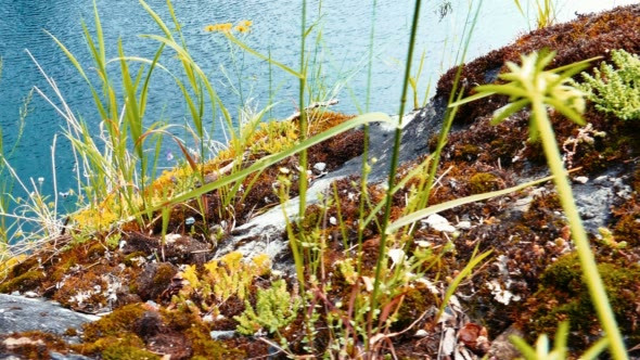 Moss and Grass in Marble Canyon Ruskeala