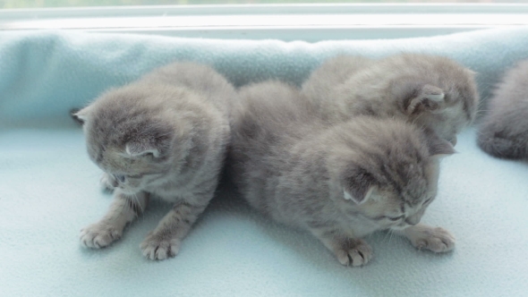 Blotched Tabby Kittens Breed Scottish Fold. alt