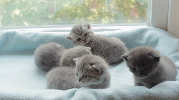 Blotched Tabby Kittens Breed Scottish Fold. alt