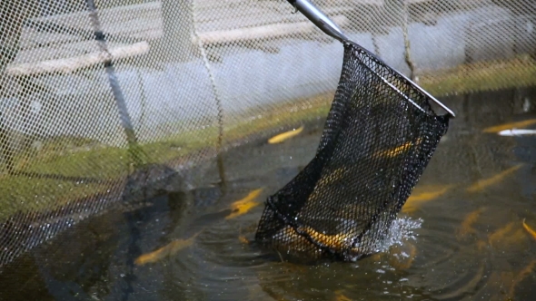 Catch a Fish From The Pond With a Net alt