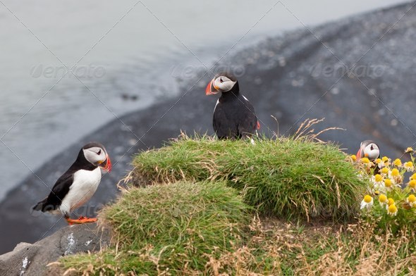puffin bird - symbol of Iceland - Stock Photo - Images