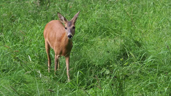 Roe deer in grass, Capreolus capreolus. Animal in the wild.