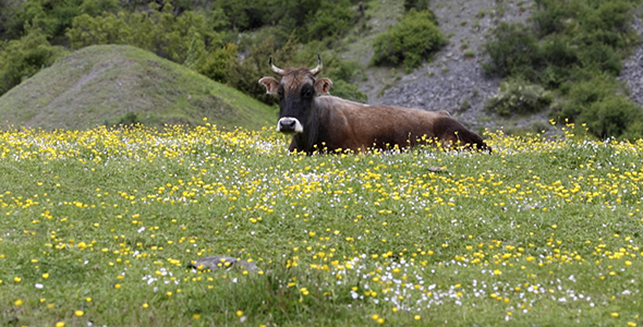 Cow Grazing on a Green Meadow