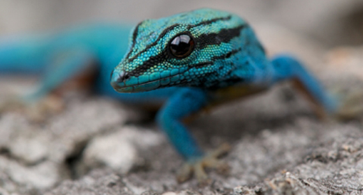 Reptiles, Lizards and Frogs