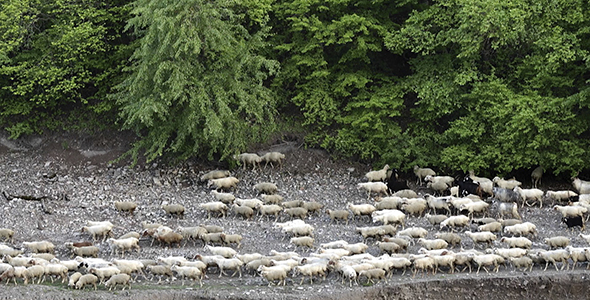 Sheeps Walking Along the River