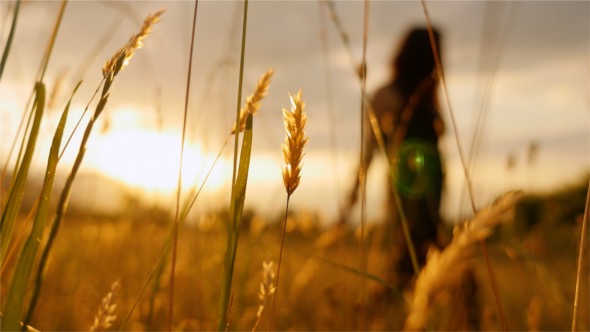 Girl Crossing A Wheat Field alt