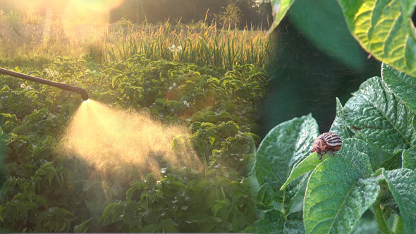 Colorado Potato Beetle and Insecticidal Soap Spray