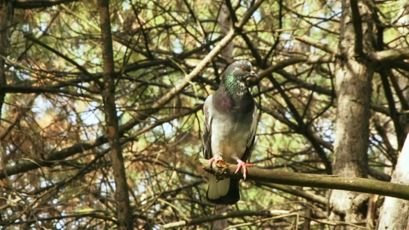 Wild Pigeon On The Branch