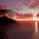 Tropical Palm Trees At Sunset - VideoHive Item for Sale