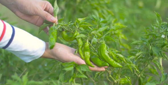 Hand With Chili Peppers alt