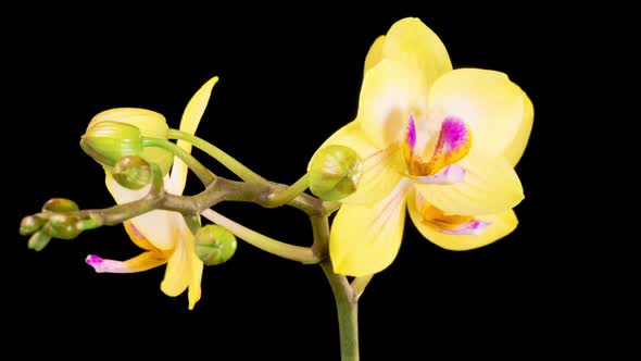 Blooming Yellow Orchid Phalaenopsis Flower alt