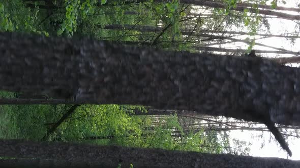 Vertical Video of a Forest with Pine Trees alt