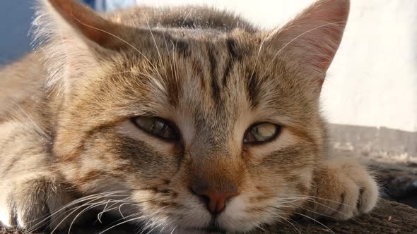 Funny Cat Muzzle Close Up