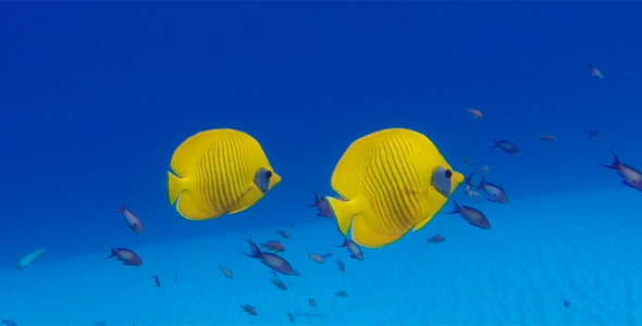 Colorful Tropical Underwater Fish Butterflyfish alt