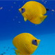 Underwater Colorful Tropical Fish Butterflyfish - VideoHive Item for Sale