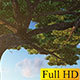 Flying through Tree to Blue Sky Flying through Tree to Blue Sky - VideoHive Item for Sale