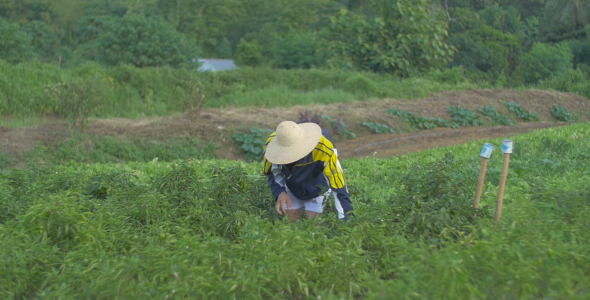 Farmer Harvesting alt