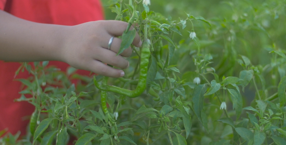 Boy's Hand Picking Chili Pepper alt