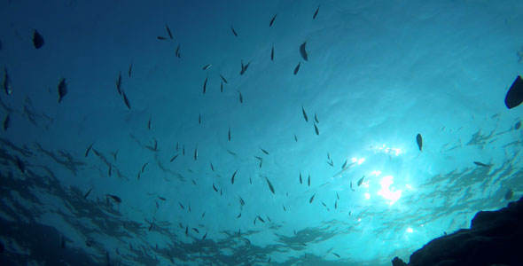 Underwater View