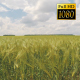 Flight Over The Wheat Field 5 - VideoHive Item for Sale