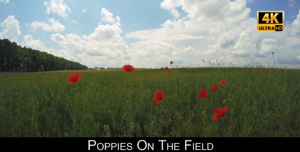 Poppies On The Field 2 alt