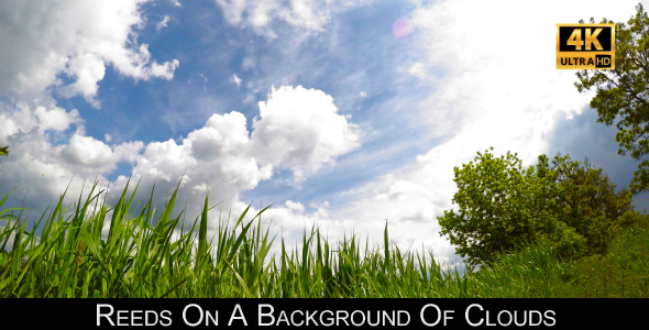 Reeds On A Background Of Clouds alt
