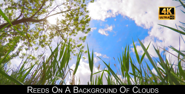 Reeds On A Background Of Clouds 2 alt