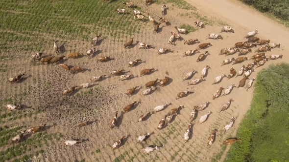 Aerial view:Cows Walking Along The Road alt