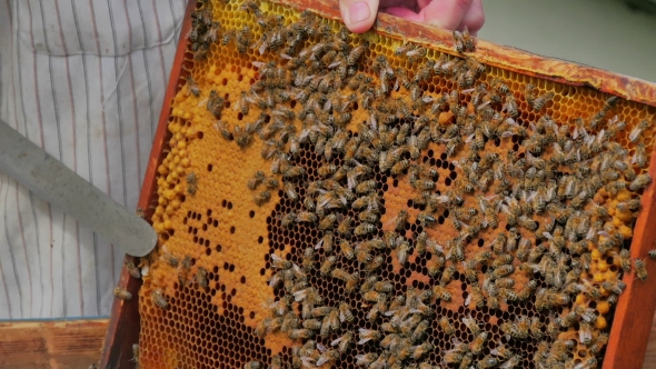 Beekeeper Opening Honeycombs. alt