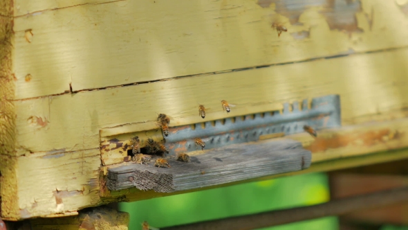 Bees Flying Around Their Beehive alt