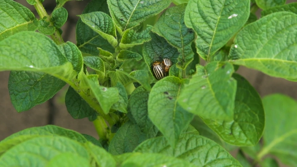 The Colorado Beetle And Larvae On The leaves.Pests Of Potatoes alt