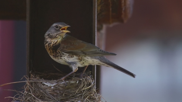 Female Fieldfare On The Nest alt