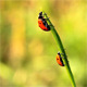 Ladybug - VideoHive Item for Sale