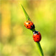 Ladybird - VideoHive Item for Sale