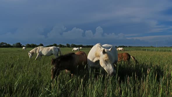 White Camargue horses, Camargue, France alt