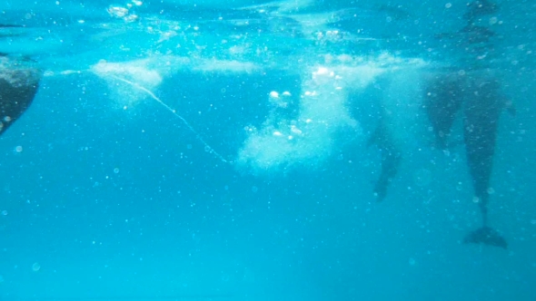 Several Dolphins Swim Lying On His Back
