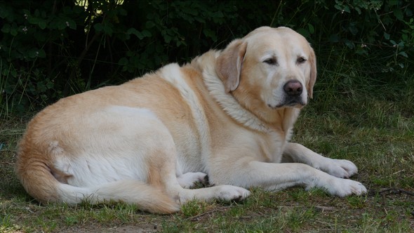 A Labrador Retriever Dog Lying on the Ground alt