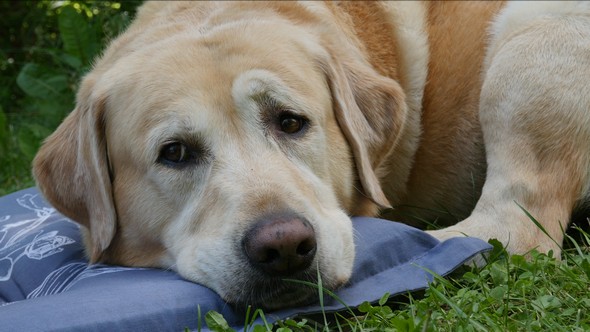 A Labrador Retriever Dog with Facial Expression - 02 alt