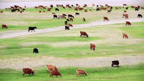 Animals Grazing on River Bank 2