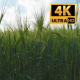 Spikelets Of Wheat - VideoHive Item for Sale